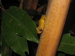 Scinax