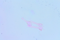 Hydropus rugosodiscus