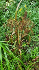 Scirpus expansus