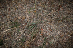 Cymbopogon refractus