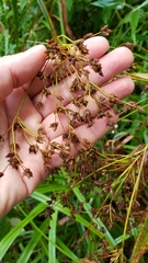 Scirpus expansus