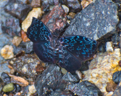 Cycloglypha thrasibulus