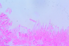 Hydropus rugosodiscus