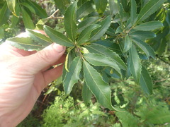 Pterophylla samoensis