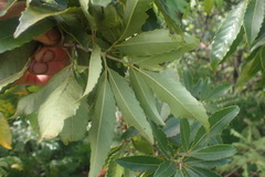 Pterophylla samoensis