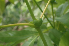 Pterophylla samoensis