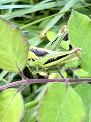 Melanoplus bivittatus