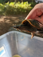 Sternotherus odoratus