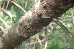 Pterophylla samoensis