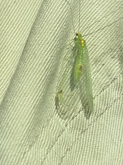 Leucochrysa insularis