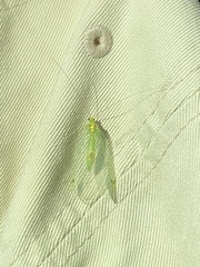 Leucochrysa insularis