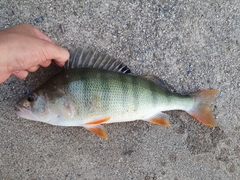 Perca fluviatilis