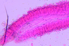 Hydropus rugosodiscus