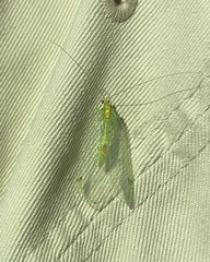 Leucochrysa insularis