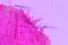 Hydropus rugosodiscus