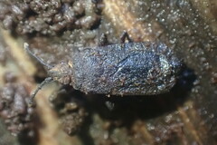 Aradidae