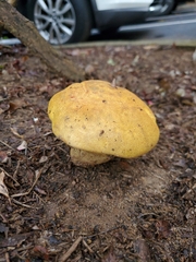 Leccinellum crocipodium