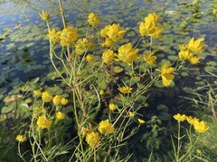 Bidens trichosperma