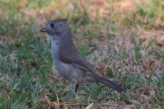 Baeolophus inornatus