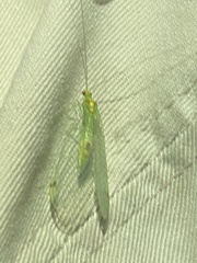 Leucochrysa insularis