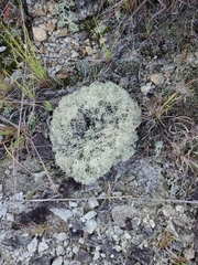 Cladonia arbuscula