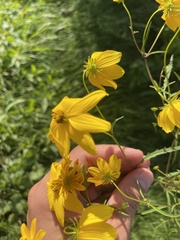 Bidens trichosperma