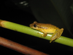 Scinax
