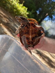 Sternotherus odoratus