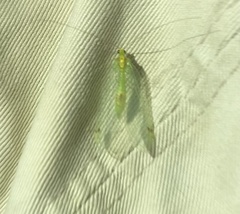 Leucochrysa insularis