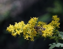 Helophilus latifrons