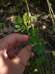 Chamaecrista nictitans