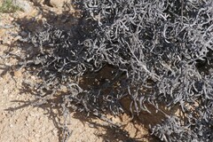 Stygionympha geraldi