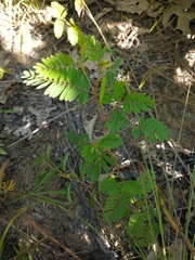 Chamaecrista nictitans