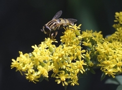 Helophilus latifrons