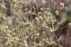 Zygochloa paradoxa