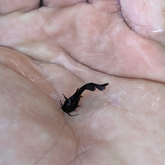 Ameiurus nebulosus