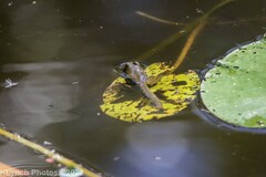 Lithobates clamitans