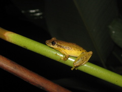 Scinax