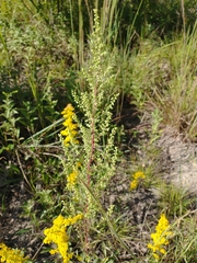 Artemisia campestris caudata