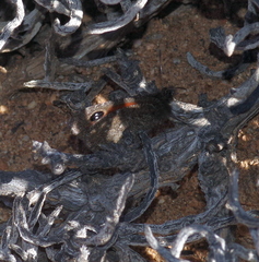 Stygionympha geraldi