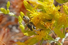 Megachile rotundata