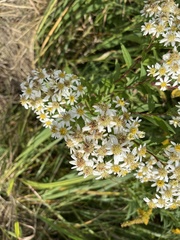 Doellingeria umbellata