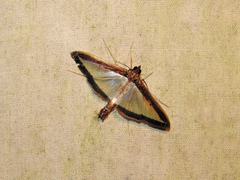 Diaphania hyalinata