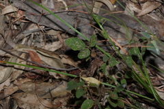 Desmodium rhytidophyllum