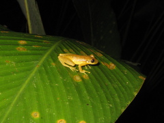 Scinax