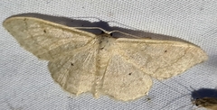 Idaea straminata