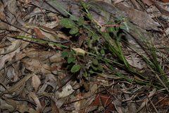 Desmodium rhytidophyllum