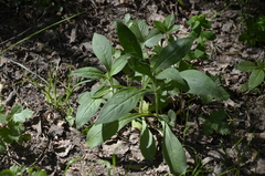 Dipsacoideae