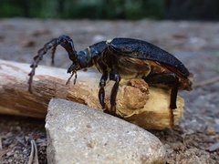 Prionus coriarius