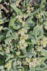 Tetragonia
